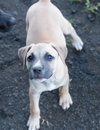 Flurry (Foster in PR)