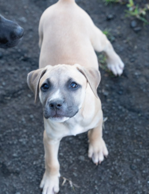 Flurry (Foster in PR)