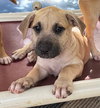 Frosty (Foster in PR)