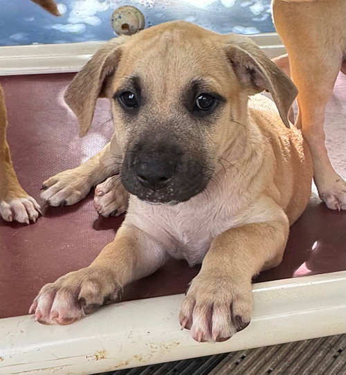 Frosty (Foster in PR)