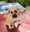 Frosty (Foster in PR)