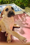 Frosty (Foster in PR)
