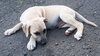 Frosty (Foster in PR)