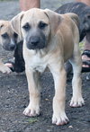 Frosty (Foster in PR)