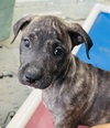 Cocoa (Foster in PA)