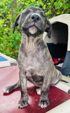 Cocoa (Foster in PA)