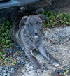 Cocoa (Foster in PA)