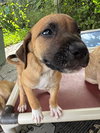 Jingle (Foster in PR)