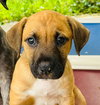 Jingle (Foster in PR)