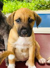 Jingle (Foster in PR)