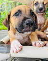 Jingle (Foster in PR)
