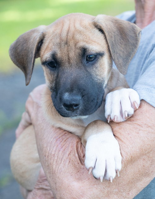 Jingle (Foster in PR)