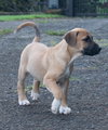 Jingle (Foster in PR)