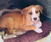 Mistle aka Mistletoe (Foster in PA)