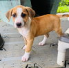 Mistle aka Mistletoe (Foster in PA)