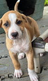 Mistle aka Mistletoe (Foster in PA)