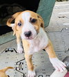 Mistle aka Mistletoe (Foster in PA)