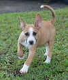 Mistle aka Mistletoe (Foster in PA)
