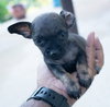 Kevin (Foster in PR)