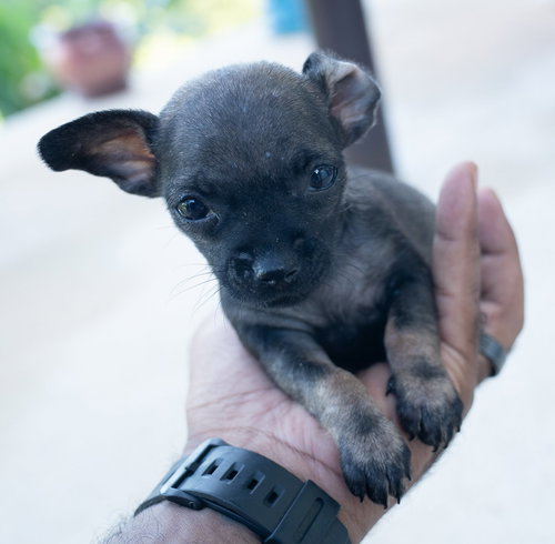 Kevin (Foster in PR)