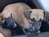 Mama Mia (Foster in PR)