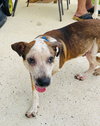 Snoopy (Foster PR)