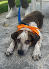 Snoopy (Foster PR)