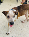 Snoopy (Foster PR)