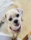 Guido (Foster in PA)