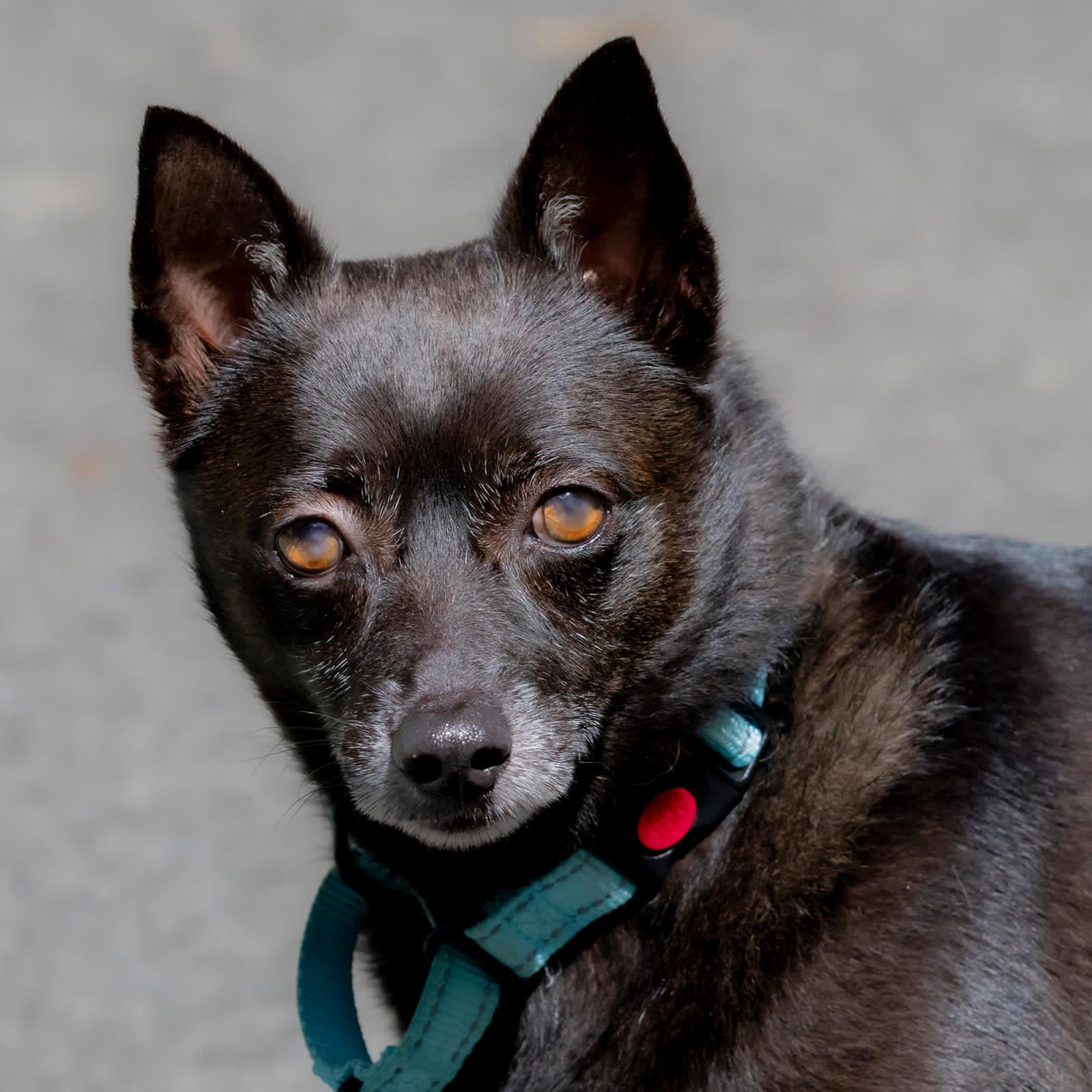 Haze (Foster in PA) Image