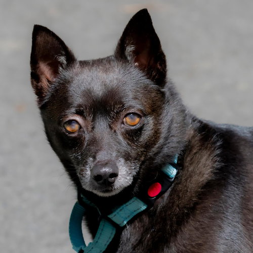 Haze, an adoptable Schipperke in Luquillo, PR