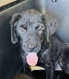 Roxie (Foster in PR)