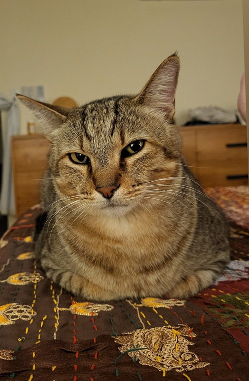 Yoshi