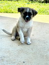 Augusta (Foster in PR)