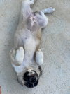 Augusta (Foster in PR)