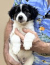 Marsala (Foster PR)