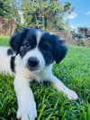 Marsala (Foster PR)