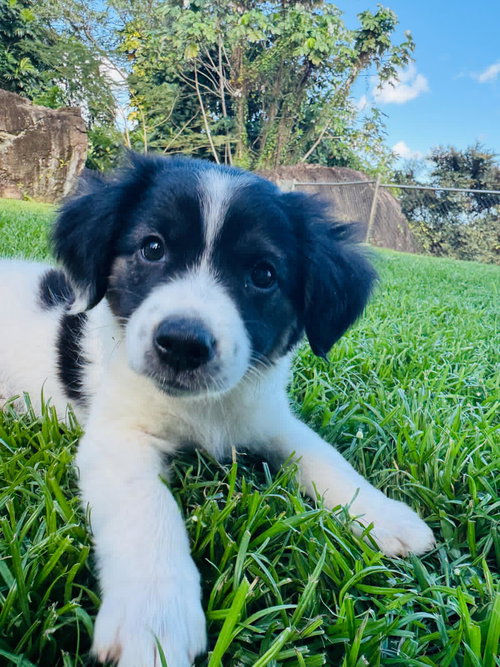 Marsala (Foster PR)
