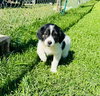Marsala (Foster PR)