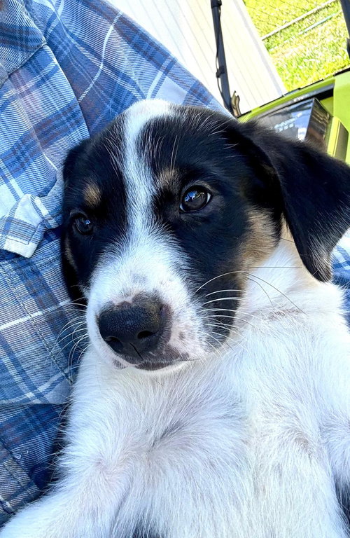 Alcamo (Foster in PR)