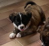 Milazzo (Foster in PR)