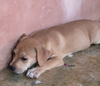 Clifford (Foster in PR)