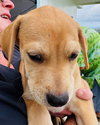 Clifford (Foster in PR)