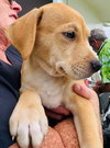 Clifford (Foster in PR)