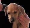 Marley (Foster in PR)