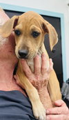 Marley (Foster in PR)