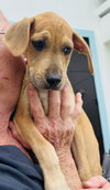Marley (Foster in PR)