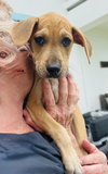 Marley (Foster in PR)