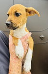 Lola (Foster in PR)