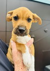 Lola (Foster in PR)